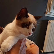 Rosie a rejoint le concours — aidez-le/la à gagner de superbes lots ! aegean_cat, carnivoran, cat, cat_like_mammal, domestic_short_haired_cat, fur, kitten, paw, ragdoll, skin, small_to_medium_sized_cats, snout, snowshoe, whiskers