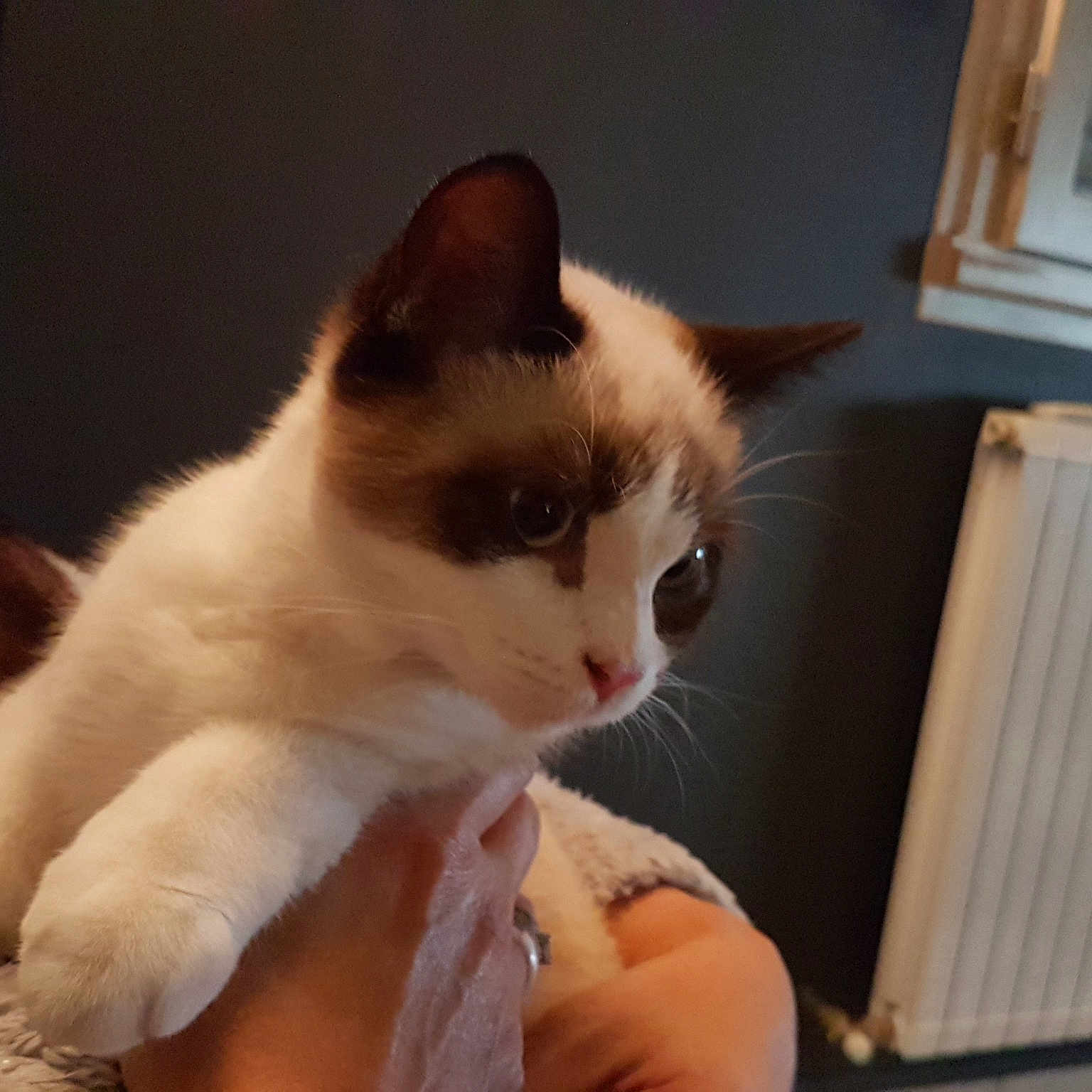 Rosie