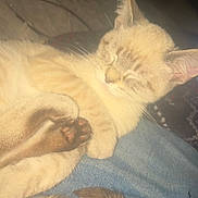 Juno is registered to the contest to win money with this photo: cat, sleeping, paw, fur, indoor, closeup, resting, cute, pet, cozy, lap, feline, blurred_background, computer_screen, soft_light, whiskers, ears, striped, relaxed, domestic_animal