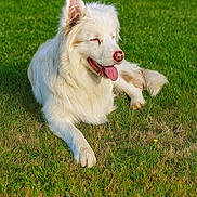 Lucky a rejoint le concours — aidez-le/la à gagner de superbes lots ! dog, white_dog, grass, outdoor, pet, animal, canine, tongue_out, relaxed, sunlight, nature, fur, laying_down, greenery, happy, summer, park, mammal, friendly, peaceful