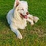 dog, white_dog, grass, outdoor, pet, animal, canine, tongue_out, relaxed, sunlight, nature, fur, laying_down, greenery, happy, summer, park, mammal, friendly, peaceful