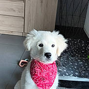 Ambre participe au concours pour gagner de l'argent avec cette photo : animal, bandana, cabinet, curious, cute, dog, dog_bed, floor, furniture, home, indoor, pet, pet_accessory, puppy, red_bandana, rug, sitting, toy, white_fur, young_dog