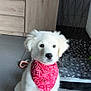 animal, bandana, cabinet, curious, cute, dog, dog_bed, floor, furniture, home, indoor, pet, pet_accessory, puppy, red_bandana, rug, sitting, toy, white_fur, young_dog