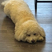 Lady Love Russell joined the competition — help win amazing prizes! dog, fluffy, cream_color, lying_down, wooden_floor, indoor, pet, cute, relaxed, animal, canine, fur, resting, flooring, domestic, companion, chair_leg, quiet, calm, house