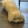 animal, calm, canine, chair_leg, companion, cream_color, cute, dog, domestic, flooring, fluffy, fur, house, indoor, lying_down, pet, quiet, relaxed, resting, wooden_floor