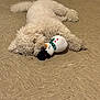 Lady Love Russell joined the competition — help win amazing prizes! dog, white_dog, curly_fur, lying_down, floor, tile_floor, plush_toy, snowman_toy, pet, cute, cozy, indoor, resting, sleeping_dog, animal, companion, winter_toy, soft_toy, relaxation, nap_time