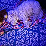 animal, blanket, carpet, comfort, cozy, curled_up, dog, fluffy, fur, home, indoor, patterned, pet, plush_toy, quiet, relaxed, resting, sleeping, soft, white