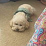 Lady Love Russell is registered to the contest to win money with this photo: dog, lying_down, curly_fur, indoor, floor, striped_clothing, pet, cozy, relaxed, cream_color, bedspread, patterned_fabric, home, cute, small_dog, resting, animal, fur, domestic, companion
