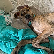 Samson joined the competition — help win amazing prizes! animal, bed, blanket, brindle, canine, collar, comfort, cozy, curious, dog, ears, fur, household, indoor, looking, paw, pet, relaxed, resting, sleepy