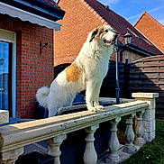 Kiara a rejoint le concours — aidez-le/la à gagner de superbes lots ! animal, architecture, backyard, balustrade, brick_house, building, canine, daylight, dog, fence, fur, grass, lamp_post, outdoor, pet, shadow, sky, sunlight, tail, window