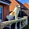 animal, architecture, backyard, balustrade, brick_house, building, canine, daylight, dog, fence, fur, grass, lamp_post, outdoor, pet, shadow, sky, sunlight, tail, window
