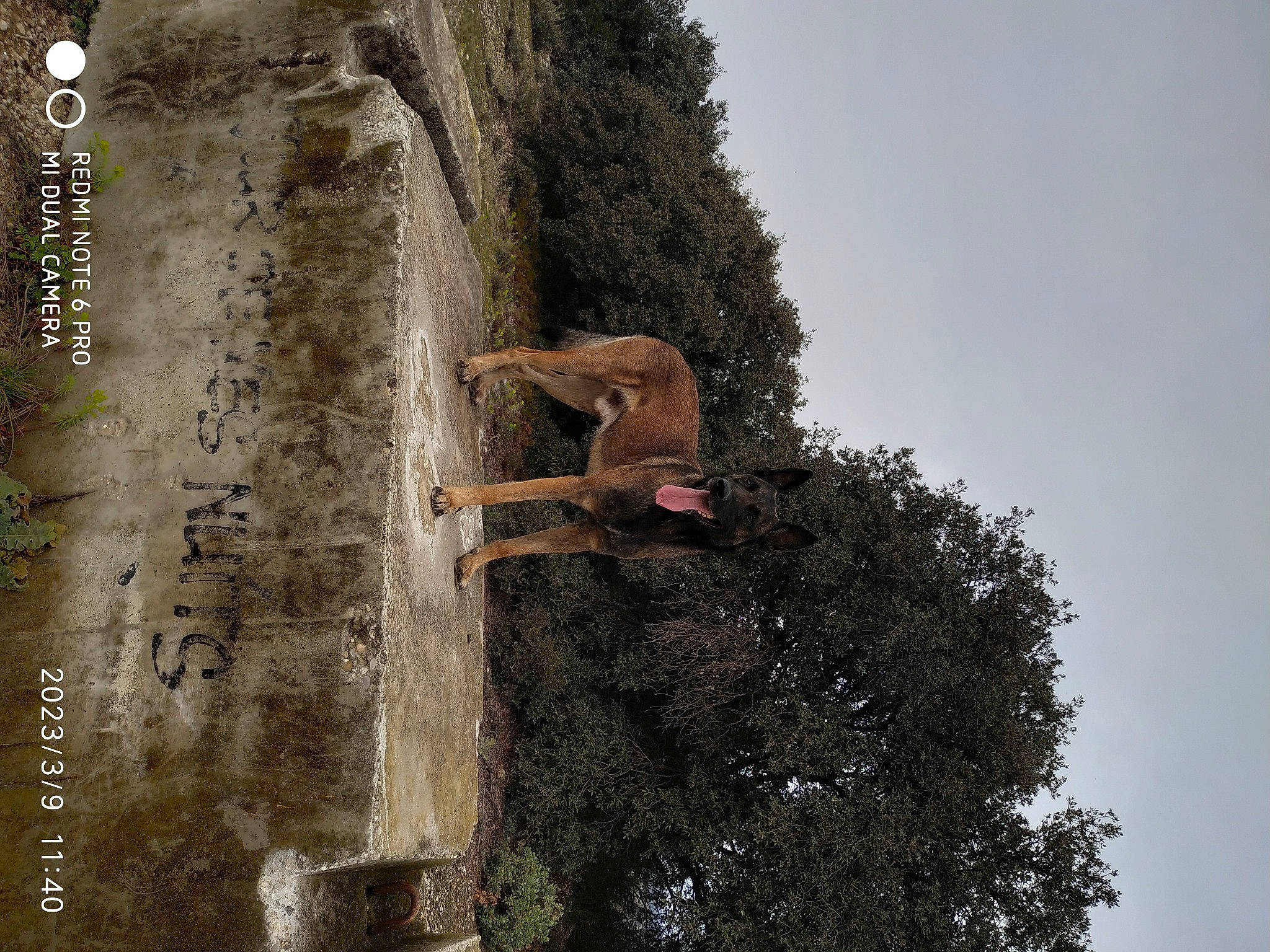 Reusty participe au concours pour gagner de l'argent avec cette photo : adventure, cemetery, climbing, elbow, extreme_sport, font, happy, leisure, outcrop, people_in_nature, plant, recreation, rock, sky, soil, sport_climbing, tree, trunk, wood