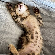 Joy a rejoint le concours — aidez-le/la à gagner de superbes lots ! animal, blanket, cat, cozy, cute, feline, fur, gray, indoor, kitten, paws, pet, relaxed, resting, sleeping, small, soft, spotted, whiskers, young