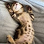 animal, blanket, cat, cozy, cute, feline, fur, gray, indoor, kitten, paws, pet, relaxed, resting, sleeping, small, soft, spotted, whiskers, young