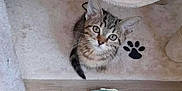 Joy participe au concours pour gagner de l'argent avec cette photo : animal, carpet, cat, curious, cute, feline, floor, indoor, kitten, looking_up, paw_print, pet, plush_toy, small, soft, tabby, toy_fish, toy_mouse, wood_floor, young