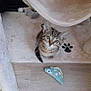 animal, carpet, cat, curious, cute, feline, floor, indoor, kitten, looking_up, paw_print, pet, plush_toy, small, soft, tabby, toy_fish, toy_mouse, wood_floor, young