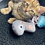 Joy a rejoint le concours — aidez-le/la à gagner de superbes lots ! animal, black_blanket, cat, closeup, cozy, cute, domestic_cat, ears, fur, indoor, kitten, pet, plush_toy, resting, small, soft, tabby, texture, toy, whiskers