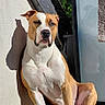 Loky a rejoint le concours — aidez-le/la à gagner de superbes lots ! dog, sitting, shadow, sunlight, wall, patio, balcony, outdoor, frosted_glass, greenery, relaxed, alert, canine, muscular, white_coat, tan_coat, daylight, domestic_animal, pet, animal
