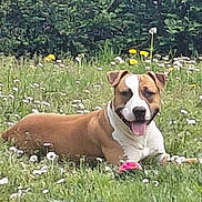 Loky a rejoint le concours — aidez-le/la à gagner de superbes lots ! animal, brown_and_white, canine, daylight, dog, field, flower_field, flowers, grass, greenery, happy, lying_down, nature, outdoor, pet, playful, relaxed, smiling, summer, tongue_out