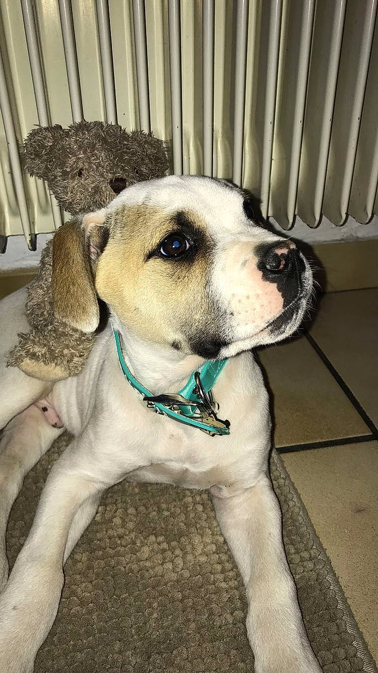 Stone a rejoint le concours — aidez-le/la à gagner de superbes lots ! beagador, canidae, carnivore, catahoula_bulldog, companion_dog, dog, dog_breed, fawn, mammal, pointer, puppy, rare_breed_dog, snout, sporting_group, vertebrate, whiskers