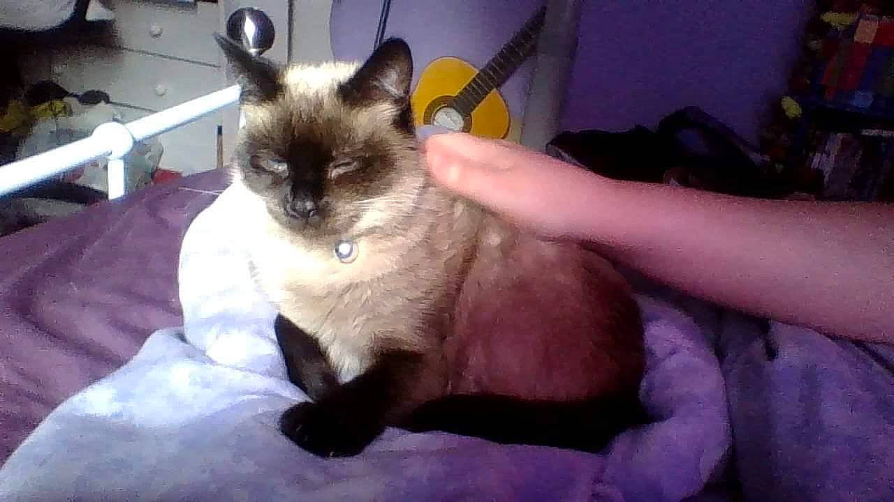 Cleo joined the competition — help win amazing prizes! balinese, birman, carnivore, cat, domestic_long_haired_cat, fawn, felidae, himalayan, javanese, kitten, mammal, ragdoll, siamese, small_to_medium_sized_cats, snowshoe, thai, tonkinese, vertebrate, whiskers