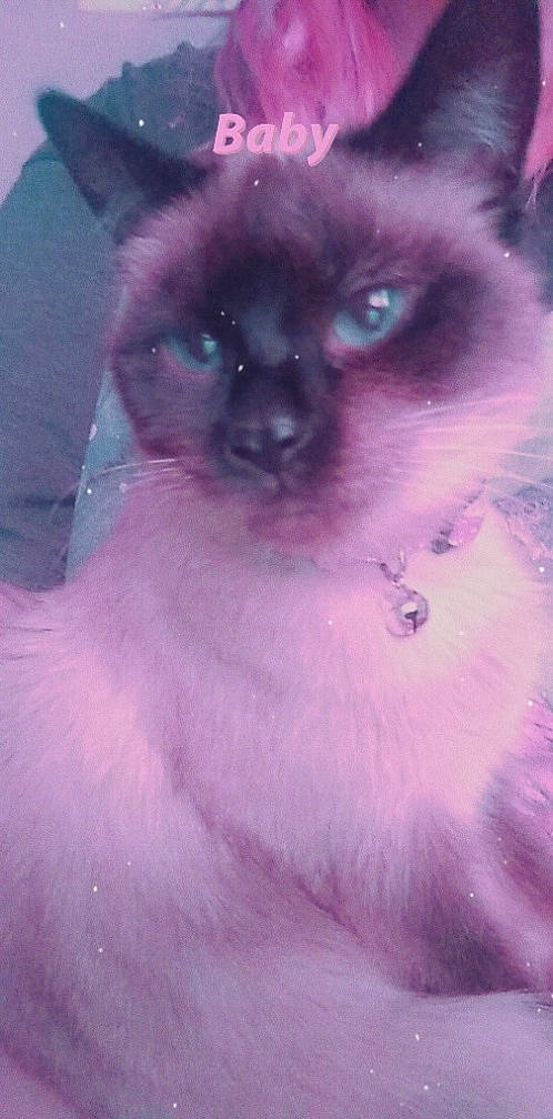 Cleo is registered to the contest to win money with this photo: balinese, birman, carnivore, cat, colorpoint_shorthair, domestic_long_haired_cat, eye, felidae, himalayan, iris, kitten, nose, pink, ragdoll, siamese, small_to_medium_sized_cats, snowshoe, thai, tonkinese, whiskers