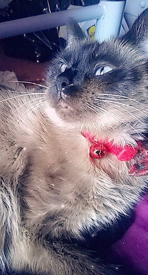 Cleo joined the competition — help win amazing prizes! carnivore, cat, domestic_long_haired_cat, ear, felidae, fur, kitten, nebelung, nose, paw, ragamuffin, ragdoll, siberian, sky, small_to_medium_sized_cats, snout, whiskers