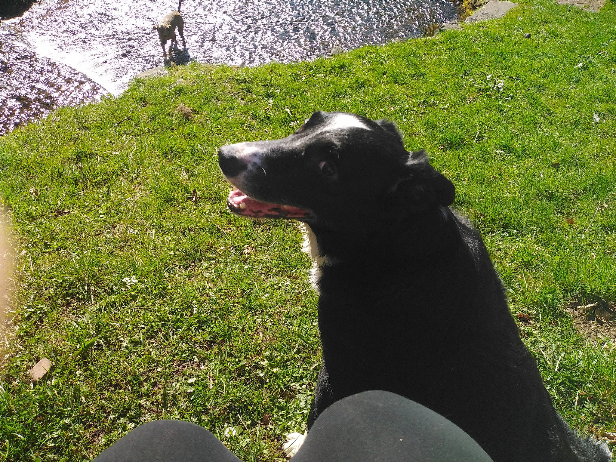 Brodie is registered to the contest to win money with this photo: canidae, carnivore, companion_dog, dog, dog_breed, grass, labrador_retriever, lawn, plant, snout, sporting_group