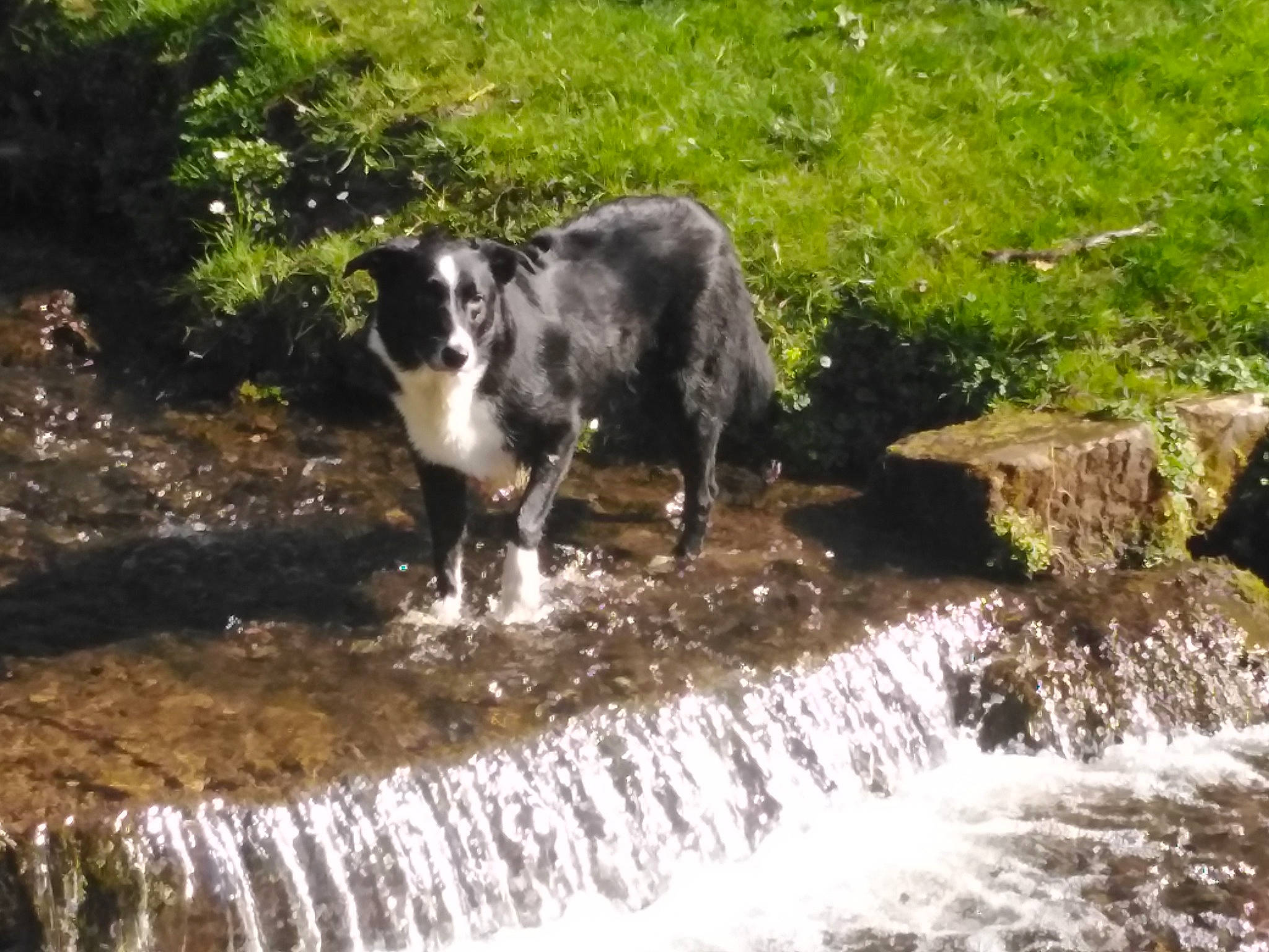 Brodie is registered to the contest to win money with this photo: border_collie, bovine, canidae, carnivore, dog_breed, english_shepherd, herding_dog, mammal, sporting_group, stream, vertebrate, water, water_resources, watercourse