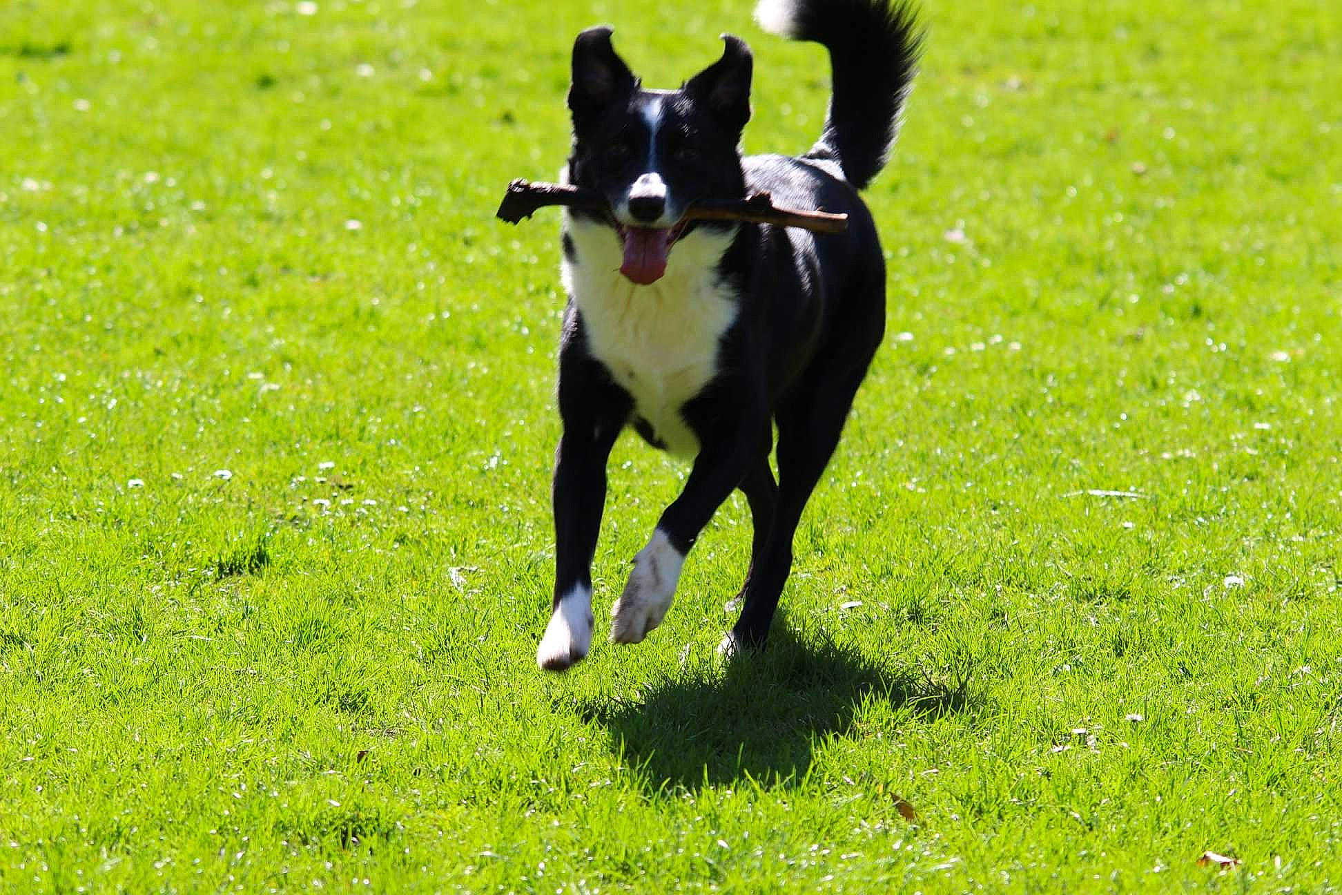 Brodie is registered to the contest to win money with this photo: australian_kelpie, border_collie, canidae, carnivore, dog, dog_breed, grass, karelian_bear_dog, lawn, mammal, mcnab, meadow, non_sporting_group, plant, tail, vertebrate