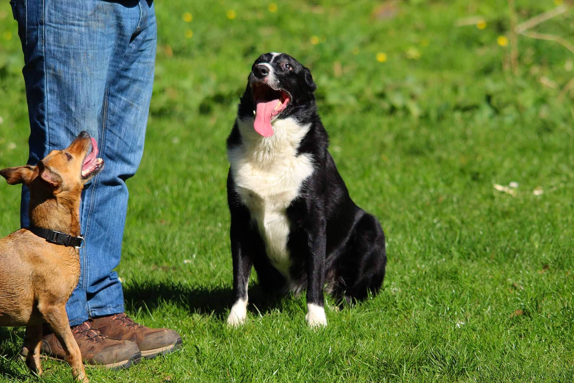 Brodie joined the competition — help win amazing prizes! border_collie, canidae, carnivore, companion_dog, dog, dog_breed, english_shepherd, herding_dog, karelian_bear_dog, mammal, mcnab, obedience_training, sporting_group, stabyhoun, vertebrate, welsh_sheepdog, working_dog