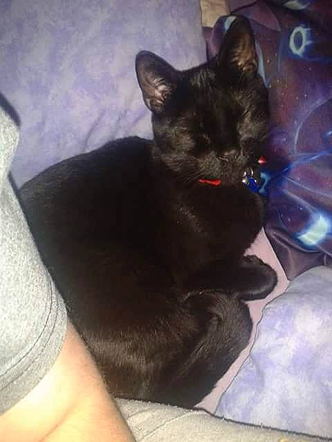 Harley joined the competition — help win amazing prizes! asian, black_cat, carnivore, cat, domestic_short_haired_cat, ear, felidae, hand, kitten, lap, leg, polydactyl_cat, sitting, sky, small_to_medium_sized_cats, tail, whiskers