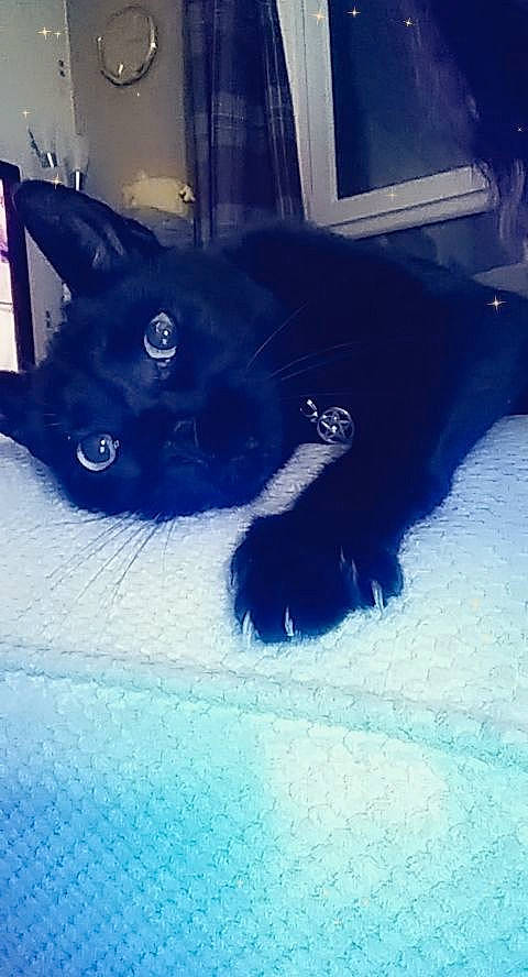 Harley is registered to the contest to win money with this photo: black, black_cat, bombay, canidae, carnivore, cat, felidae, kitten, sky, small_to_medium_sized_cats, tail, whiskers