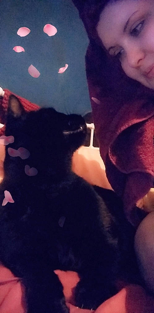 Harley joined the competition — help win amazing prizes! black_cat, black_hair, canidae, carnivore, cat, cloud, dog_breed, ear, felidae, french_bulldog, fur, guard_dog, hand, nose, puppy, sky, small_to_medium_sized_cats