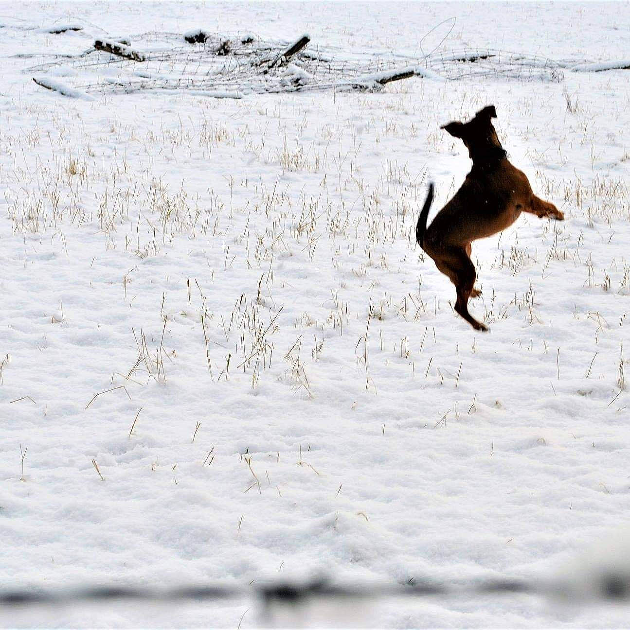 Briar joined the competition — help win amazing prizes! canidae, jumping, wildlife