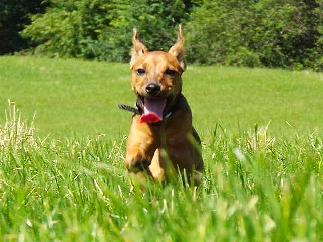 Briar joined the competition — help win amazing prizes! australian_kelpie, canidae, carnivore, companion_dog, dog, dog_breed, fawn, german_pinscher, grass, hunting_dog, mammal, miniature_pinscher, pariah_dog, sporting_group, vertebrate, working_dog