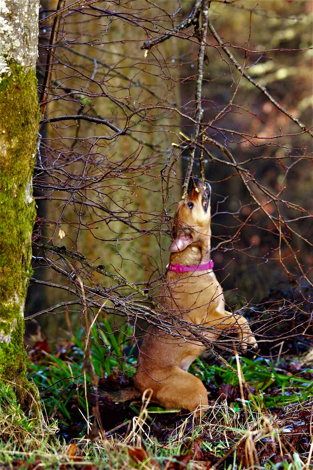 Briar joined the competition — help win amazing prizes! canidae, carnivore, dog, dog_breed, fawn, plant, tree, wildlife