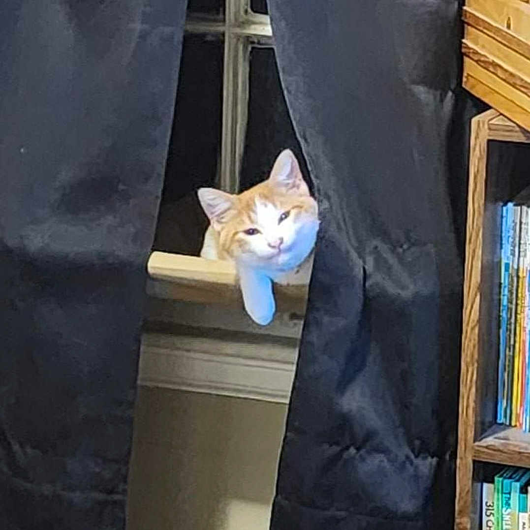 Mcnugget