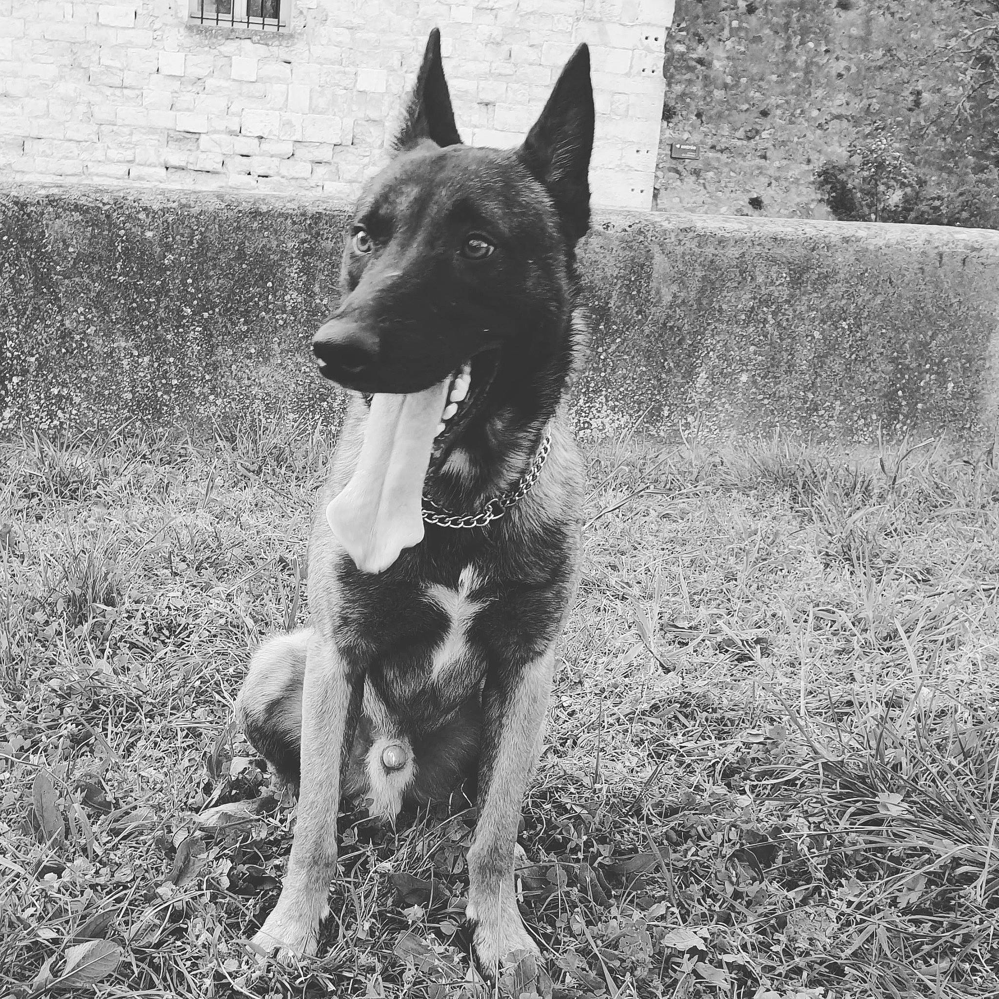 Ayron a rejoint le concours — aidez-le/la à gagner de superbes lots ! ancient_dog_breeds, australian_kelpie, canidae, carnivore, dog, dog_breed, feist, mammal, rare_breed_dog, vertebrate, working_dog