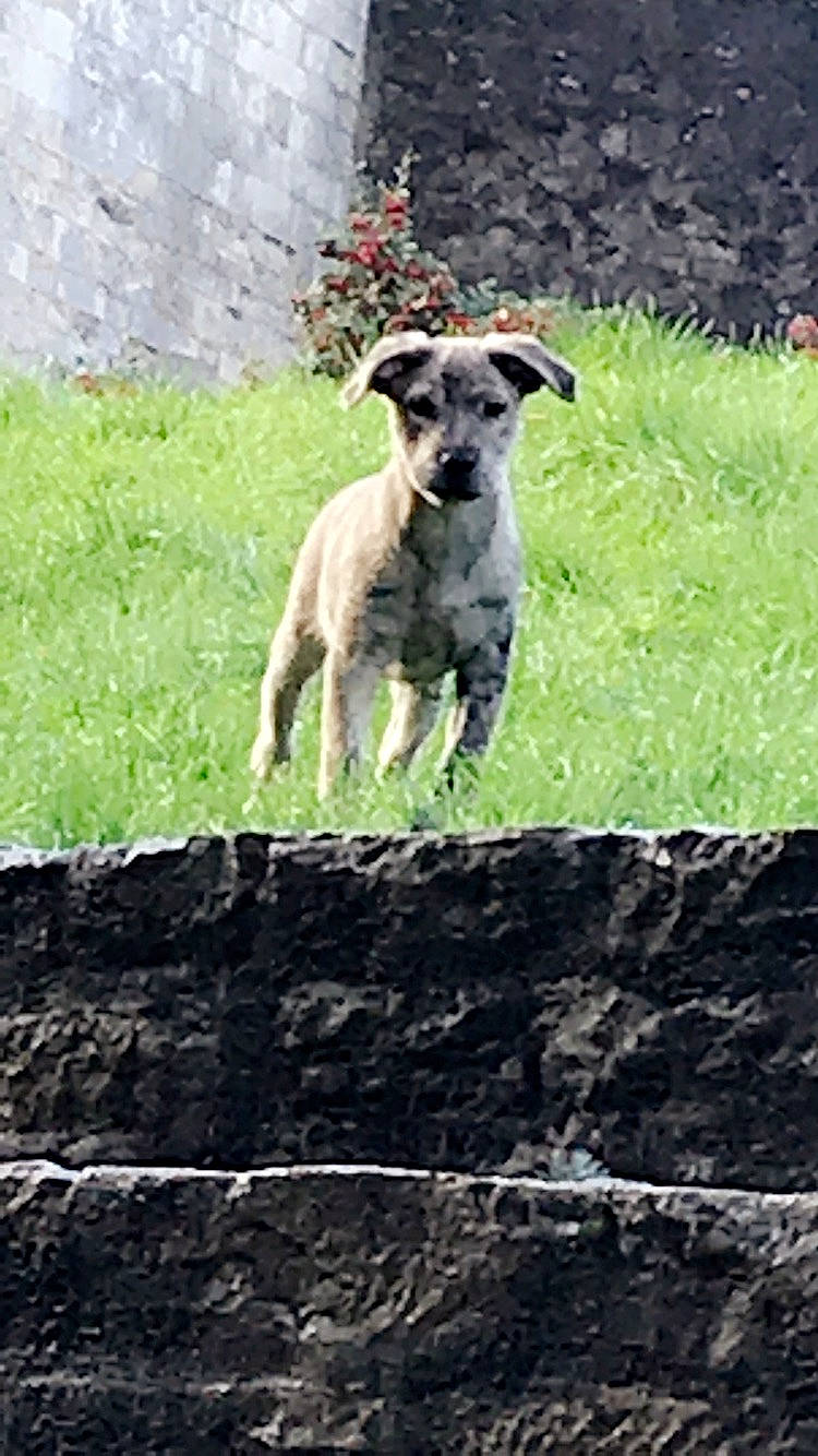 Aïka a rejoint le concours — aidez-le/la à gagner de superbes lots ! dog, dog_breed, dog_like_mammal, grass