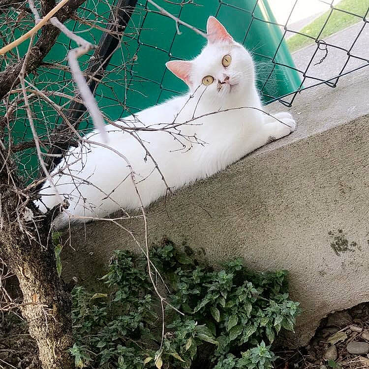 Kalycie a rejoint le concours — aidez-le/la à gagner de superbes lots ! branch, cat, fawn, felidae, fence, fur, grass, khao_manee, metal, plant, small_to_medium_sized_cats, tail, tree, turkish_angora, turkish_van, twig, whiskers, white