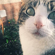 Corky is registered to the contest to win money with this photo: