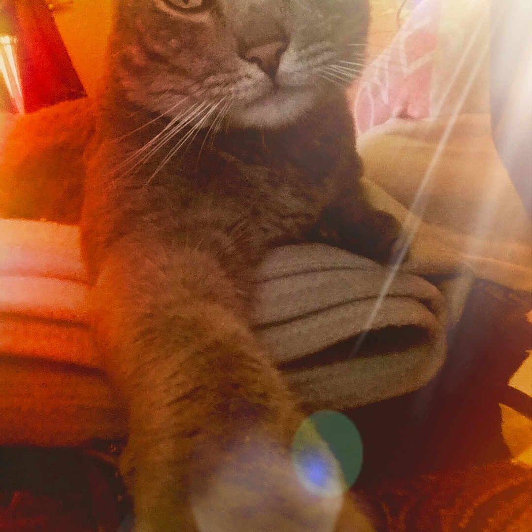 Larry is registered to the contest to win money with this photo: abyssinian, animal, architecture, building, cat, chair, couch, cushion, face, furniture, head, homedecor, indoors, light, livingroom, person, pet, photography, portrait, room