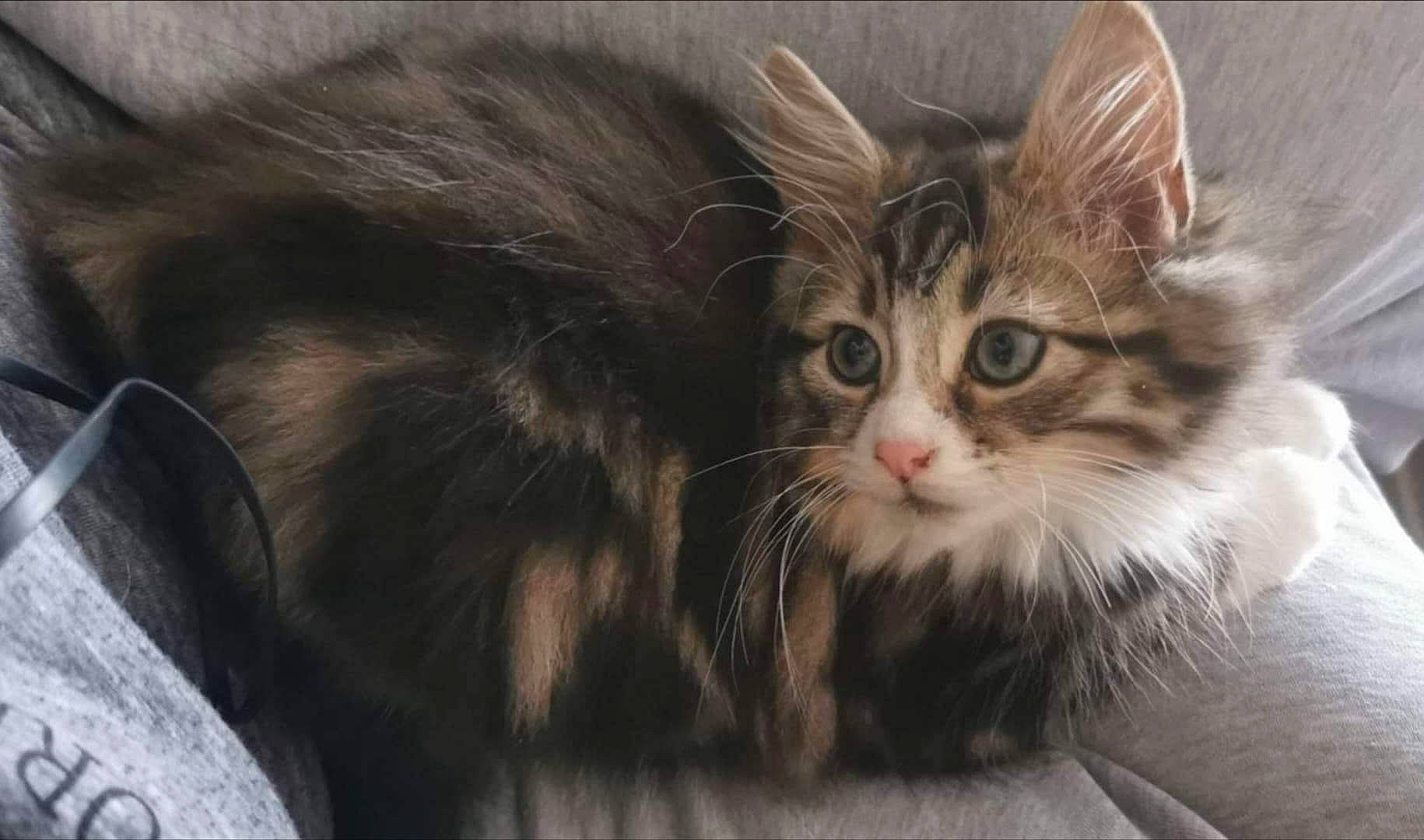 Tumble is registered to the contest to win money with this photo: box, carnivore, cat, claw, domestic_short_haired_cat, fawn, felidae, fur, maine_coon, paw, small_to_medium_sized_cats, snout, terrestrial_animal, vertebrate, whiskers