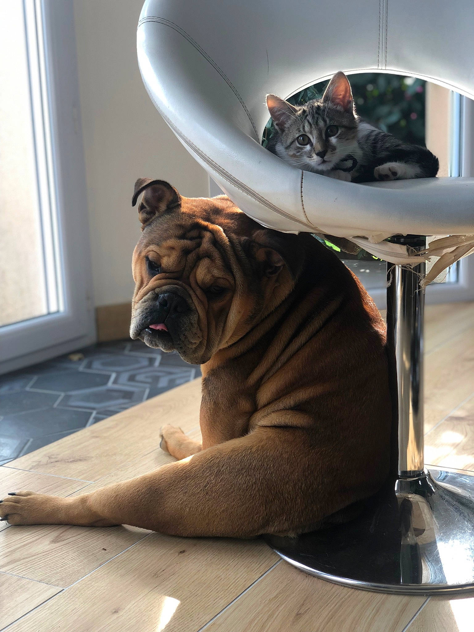 Suzzy participe au concours pour gagner de l'argent avec cette photo : carnivore, comfort, companion_dog, dog, dog_breed, fawn, felidae, floor, flooring, fur, hardwood, interior_design, room, snout, table, terrestrial_animal, whiskers, window, wood, wood_flooring