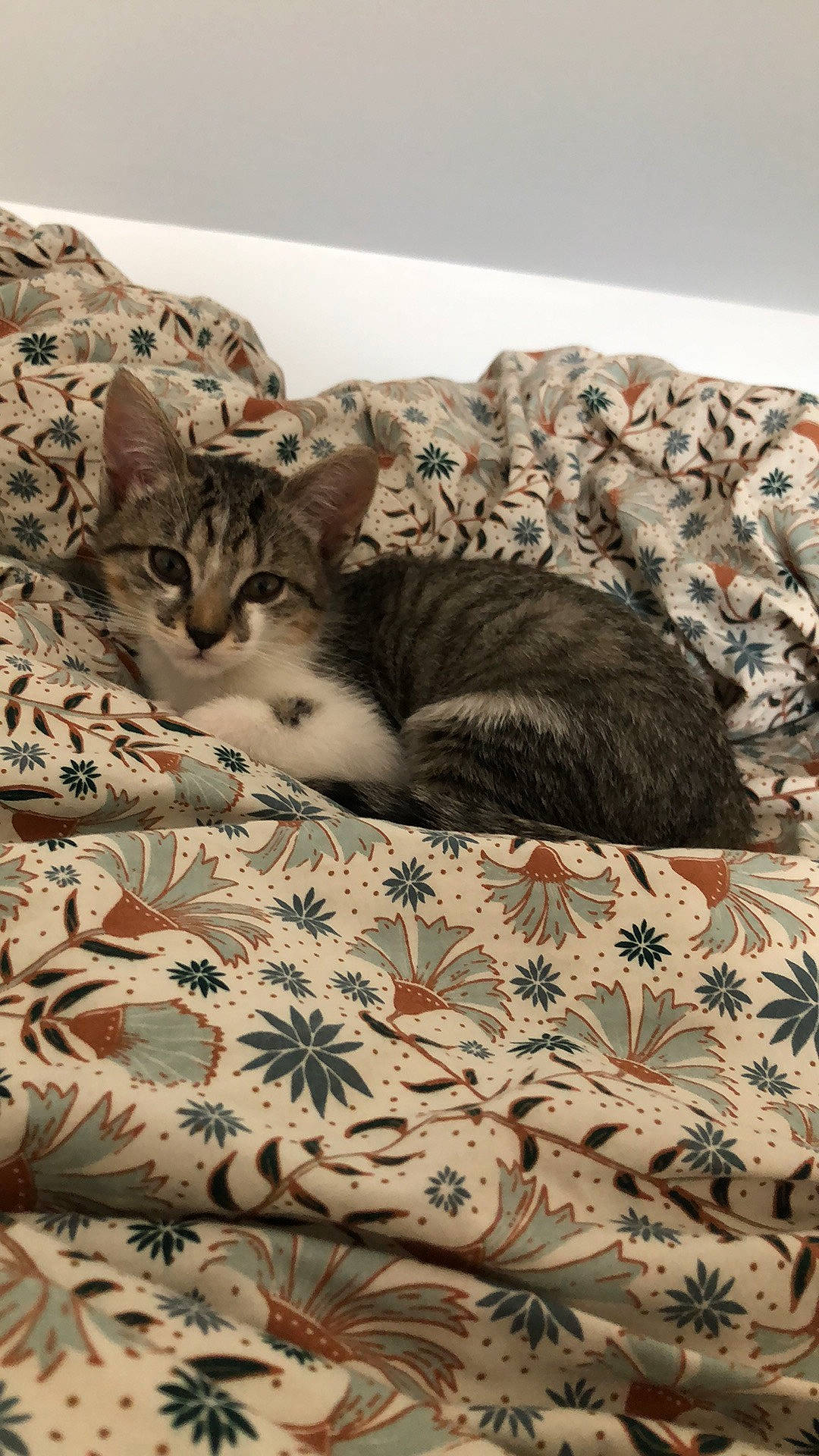 Suzzy participe au concours pour gagner de l'argent avec cette photo : bed, bedding, carnivore, cat, cat_supply, comfort, domestic_short_haired_cat, felidae, flooring, fur, grey, linens, pattern, room, small_to_medium_sized_cats, tail, terrestrial_animal, tree, vertebrate, whiskers