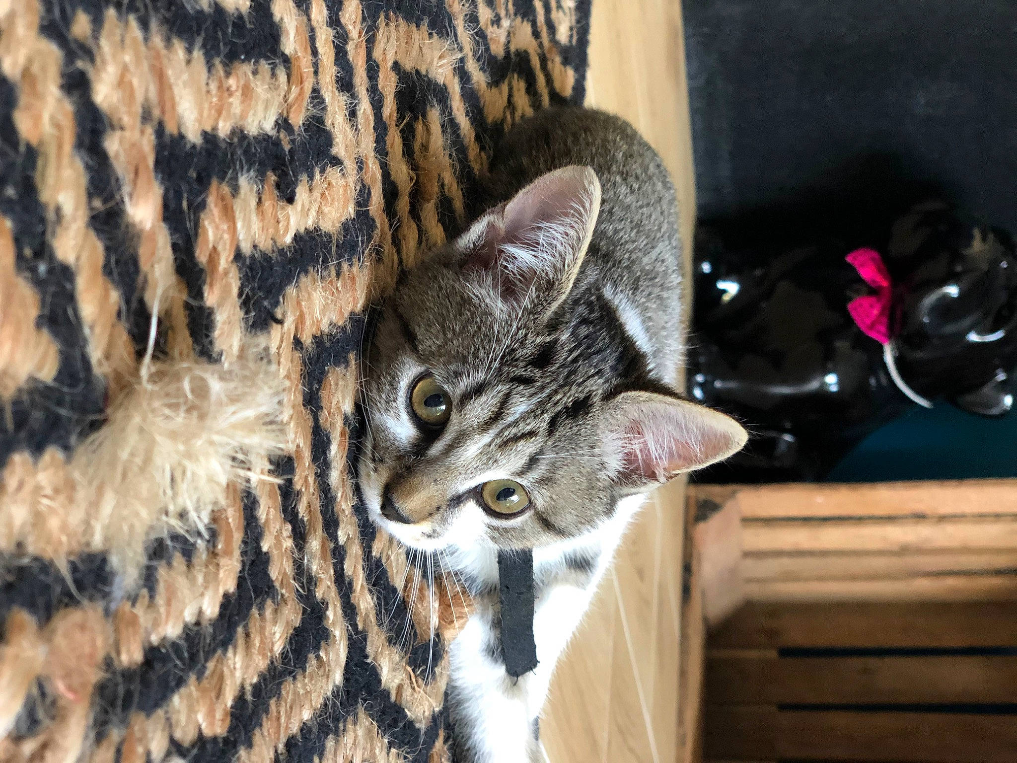 Suzzy participe au concours pour gagner de l'argent avec cette photo : carnivore, cat, claw, comfort, domestic_short_haired_cat, door, felidae, fur, mammal, pattern, small_to_medium_sized_cats, snout, tail, terrestrial_animal, vertebrate, whiskers, wildlife