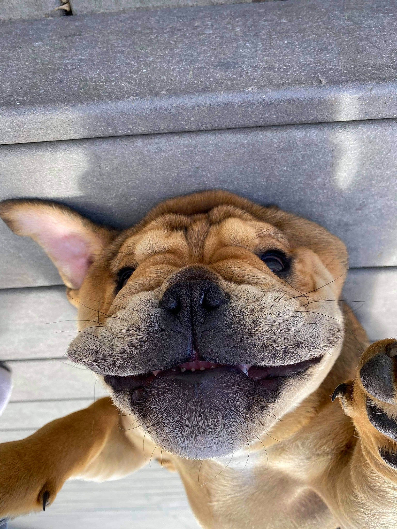 Socrate a rejoint le concours — aidez-le/la à gagner de superbes lots ! ancient_dog_breeds, canidae, carnivore, companion_dog, dog, dog_breed, fawn, giant_dog_breed, molosser, non_sporting_group, ori_pei, paw, shar_pei, snout, sporting_group, terrestrial_animal, whiskers, working_animal, working_dog, wrinkle