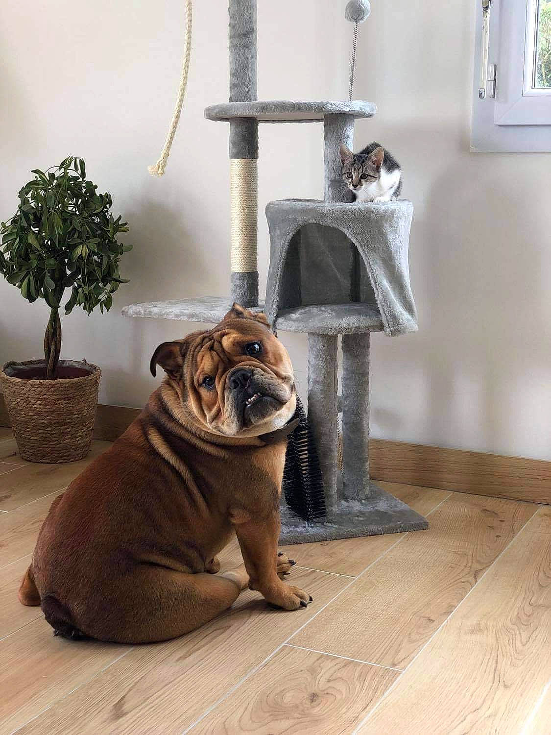 Socrate a rejoint le concours — aidez-le/la à gagner de superbes lots ! carnivore, companion_dog, dog, dog_breed, fawn, floor, flooring, flowerpot, hardwood, house, houseplant, plant, pug, snout, terrestrial_animal, toy_dog, tree, wood, working_animal, wrinkle