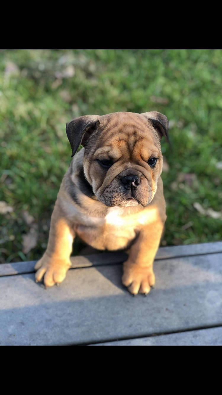 Socrate a rejoint le concours — aidez-le/la à gagner de superbes lots ! bulldog, canidae, carnivore, companion_dog, dog, dog_breed, fawn, flooring, grass, molosser, plant, snout, sporting_group, terrestrial_animal, toy_dog, tree, whiskers, window, wood, wrinkle